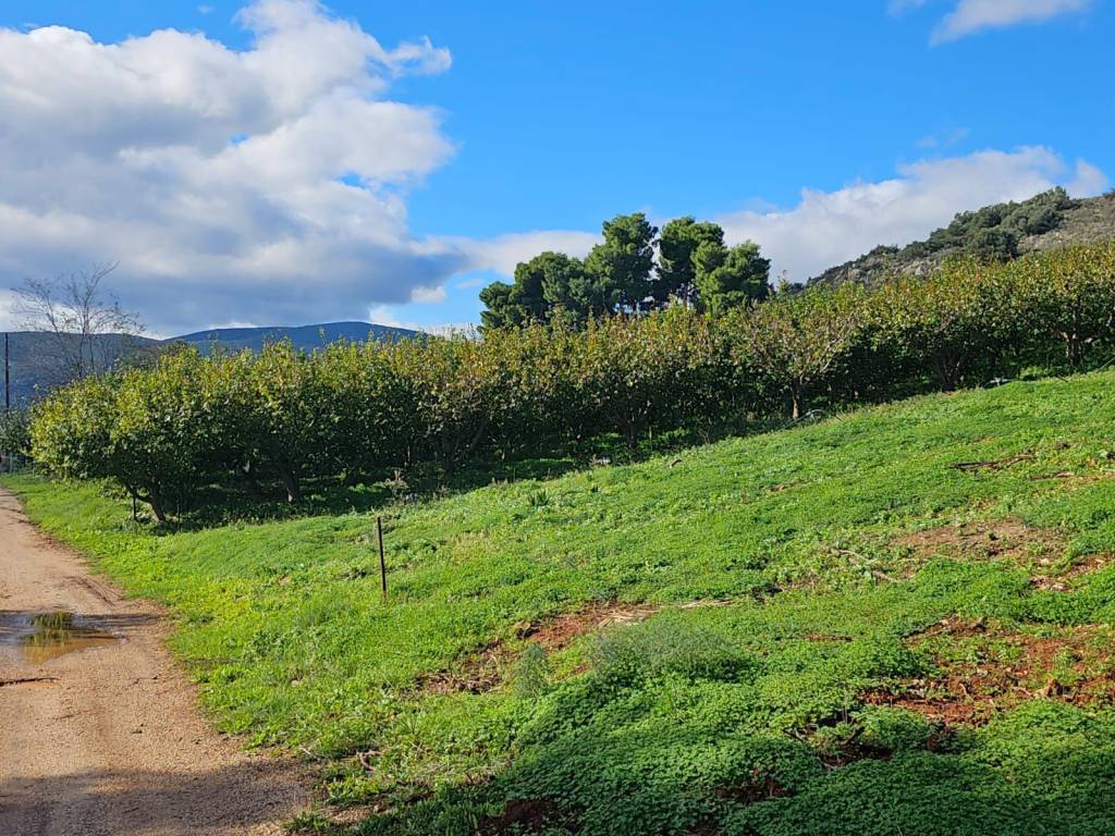 buildable plot of land with a total area of 5,200 sq.m.,