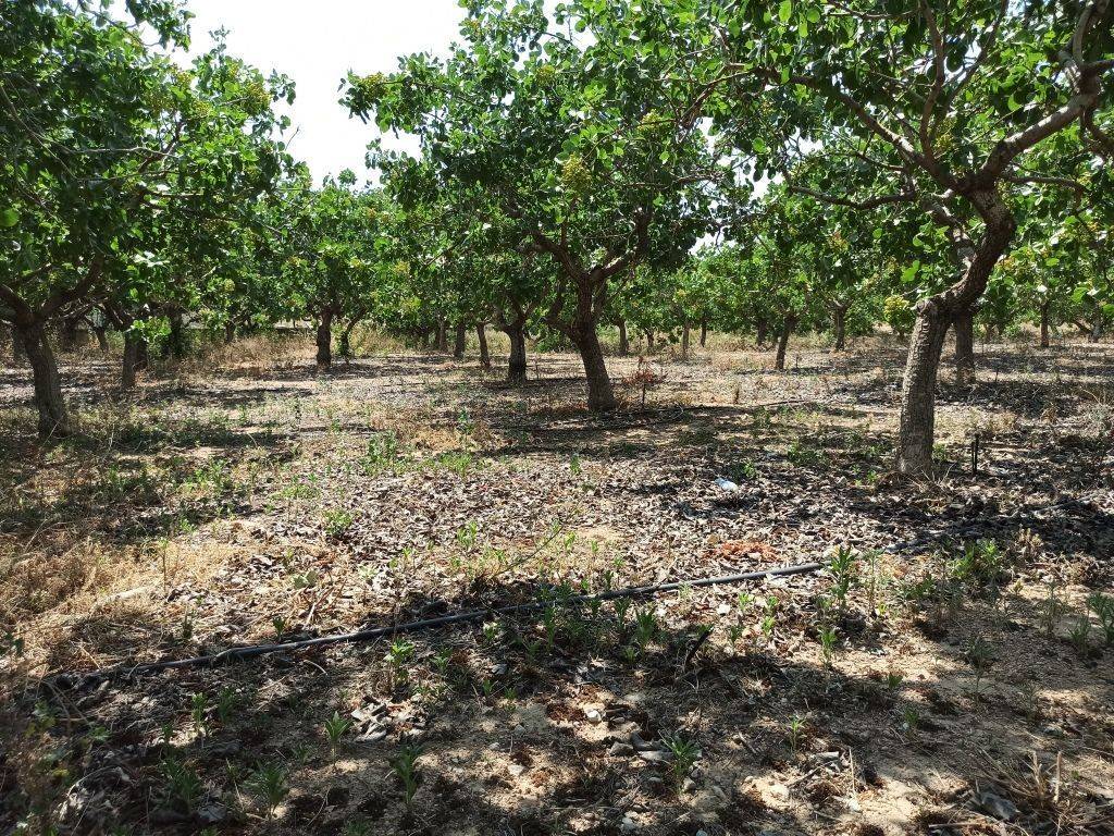 ΤΜΗΜΑ ΤΟΥ ΑΓΡΟΤΕΜΑΧΙΟΥ