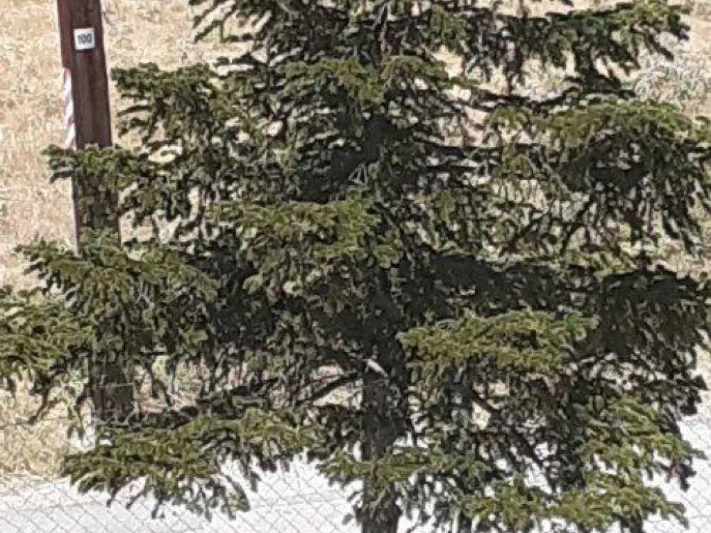 Forumland Real Estate, Οικόπεδο