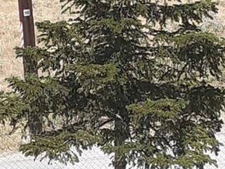 Forumland Real Estate, Οικόπεδο