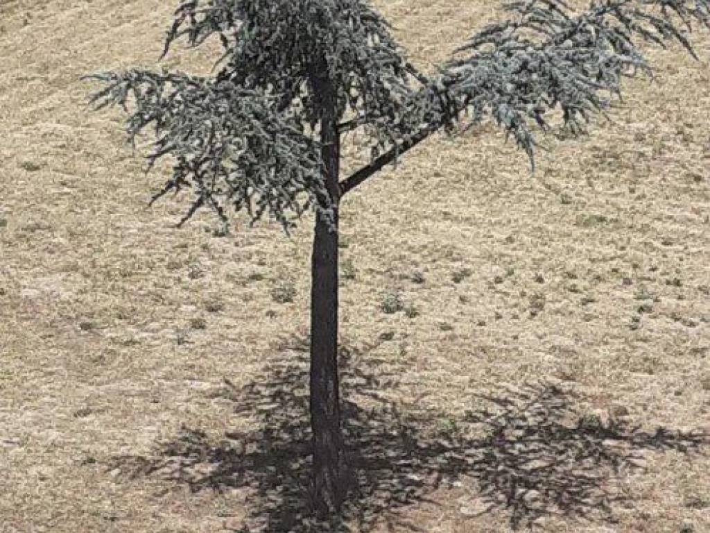 Forumland Real Estate, Οικόπεδο