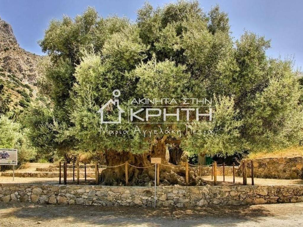 αιωνόβια ελιά Καβουσίου