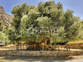 αιωνόβια ελιά Καβουσίου