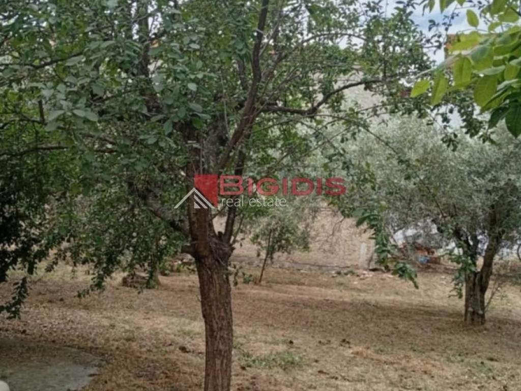 Ύπαρξη ανθρώπου