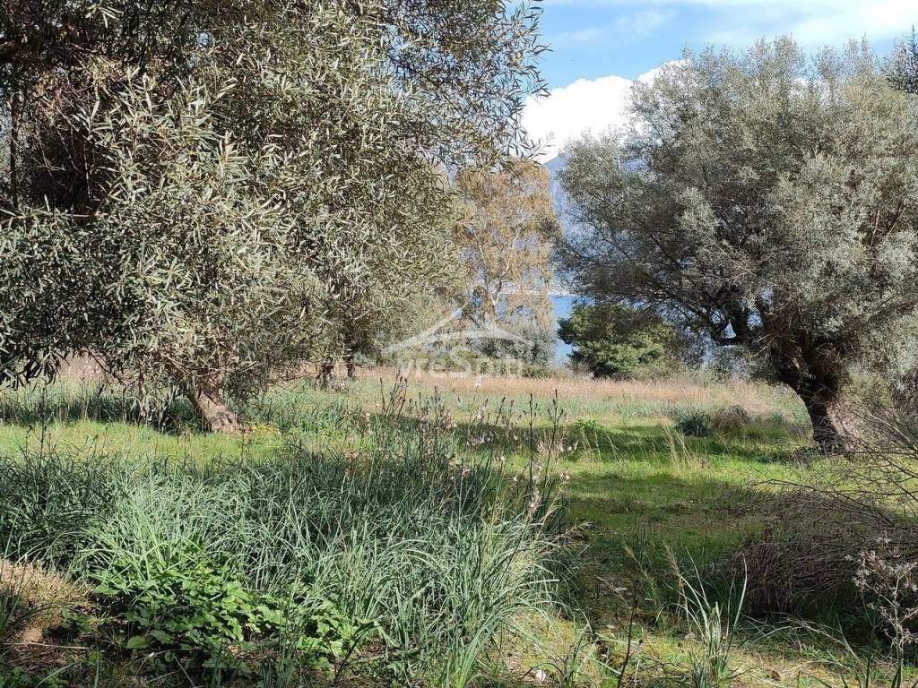 ΑΠΟΨΗ ΟΙΚΟΠΕΔΟΥ