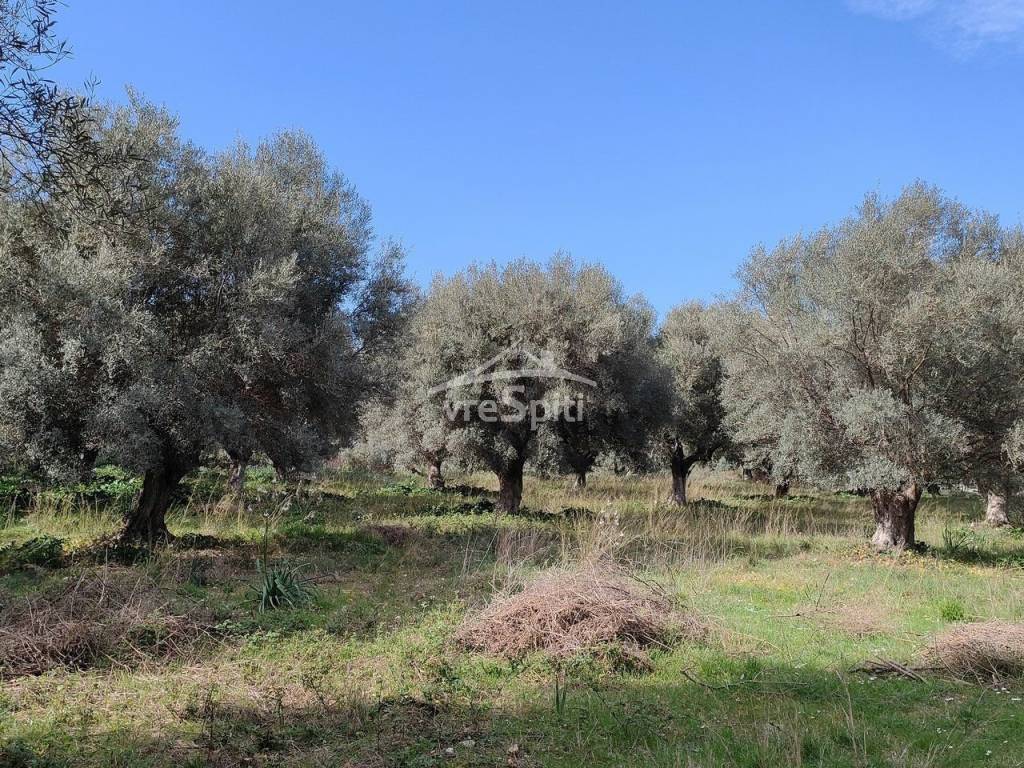 ΑΠΟΨΗ ΟΙΚΟΠΕΔΟΥ