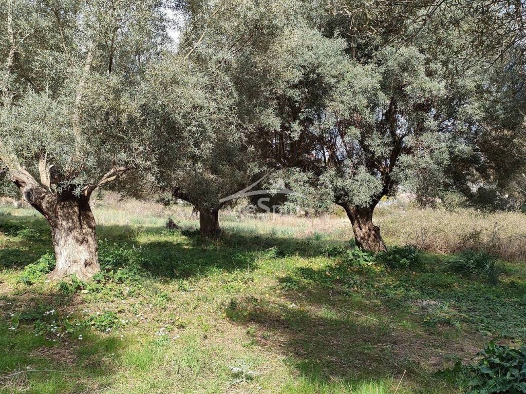 ΑΠΟΨΗ ΟΙΚΟΠΕΔΟΥ