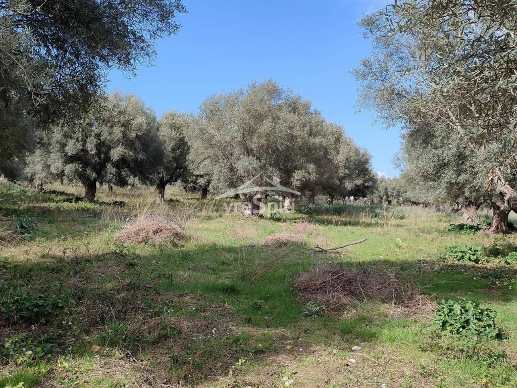 ΑΠΟΨΗ ΟΙΚΟΠΕΔΟΥ