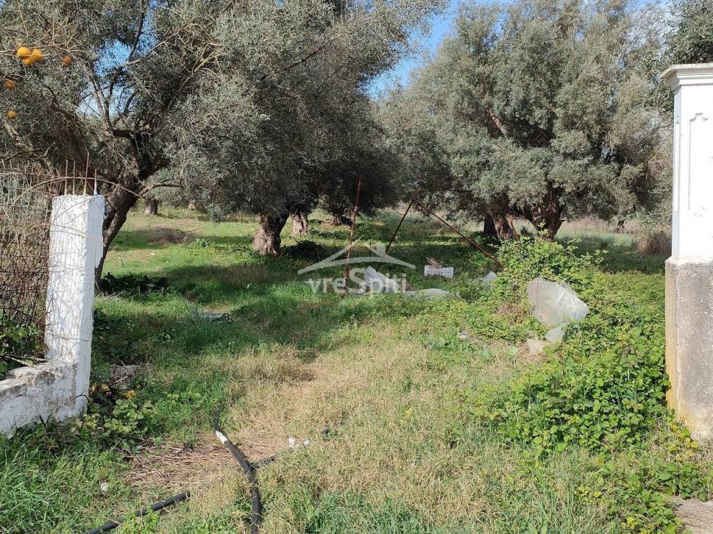 ΑΠΟΨΗ ΟΙΚΟΠΕΔΟΥ