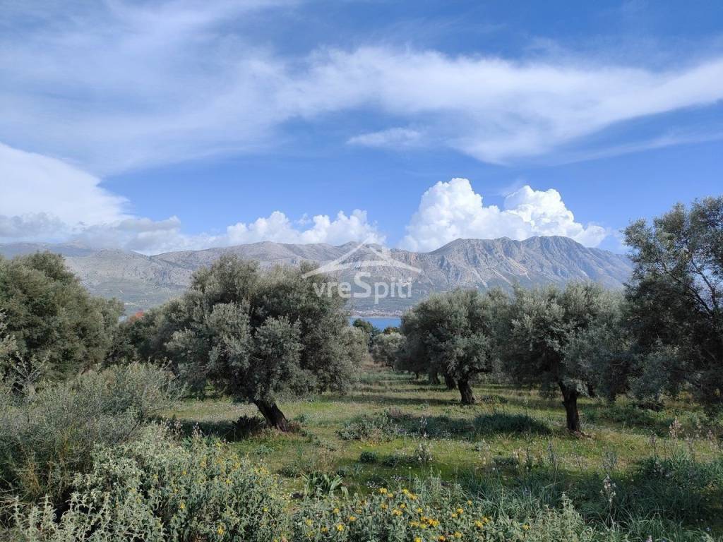 ΑΠΟΨΗ ΟΙΚΟΠΕΔΟΥ