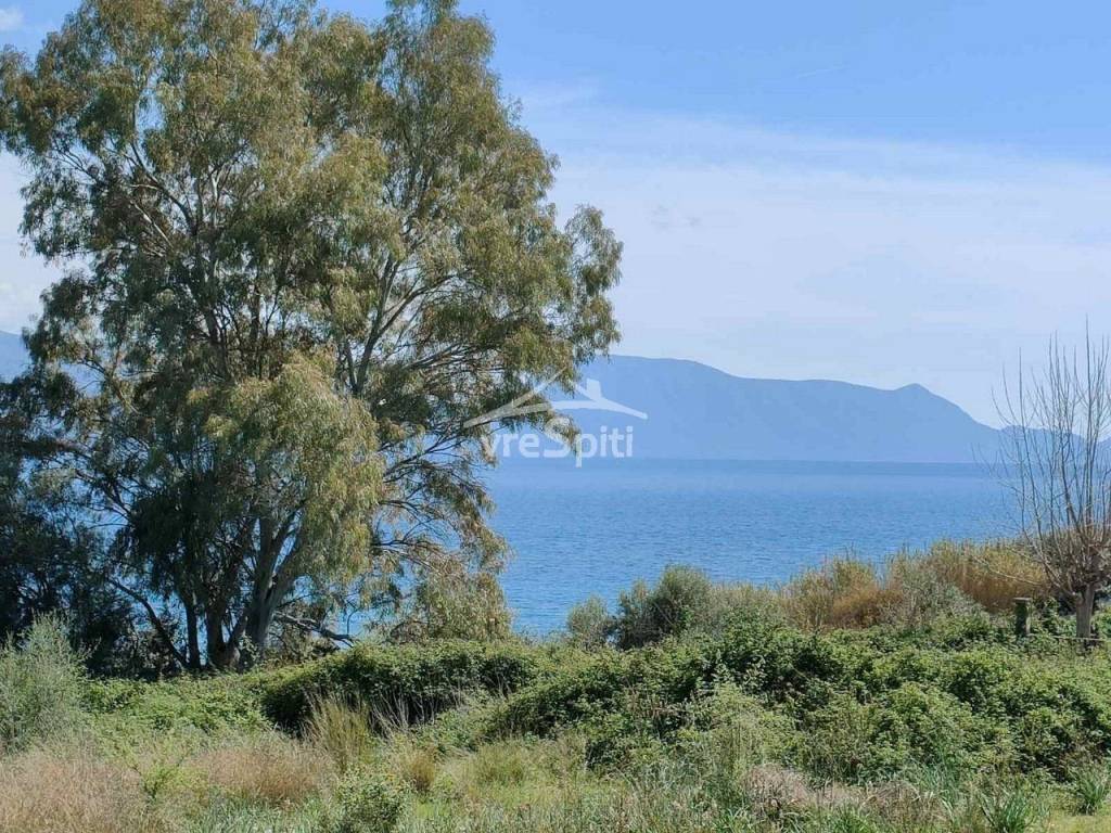 ΘΕΑ ΟΙΚΟΠΕΔΟΥ