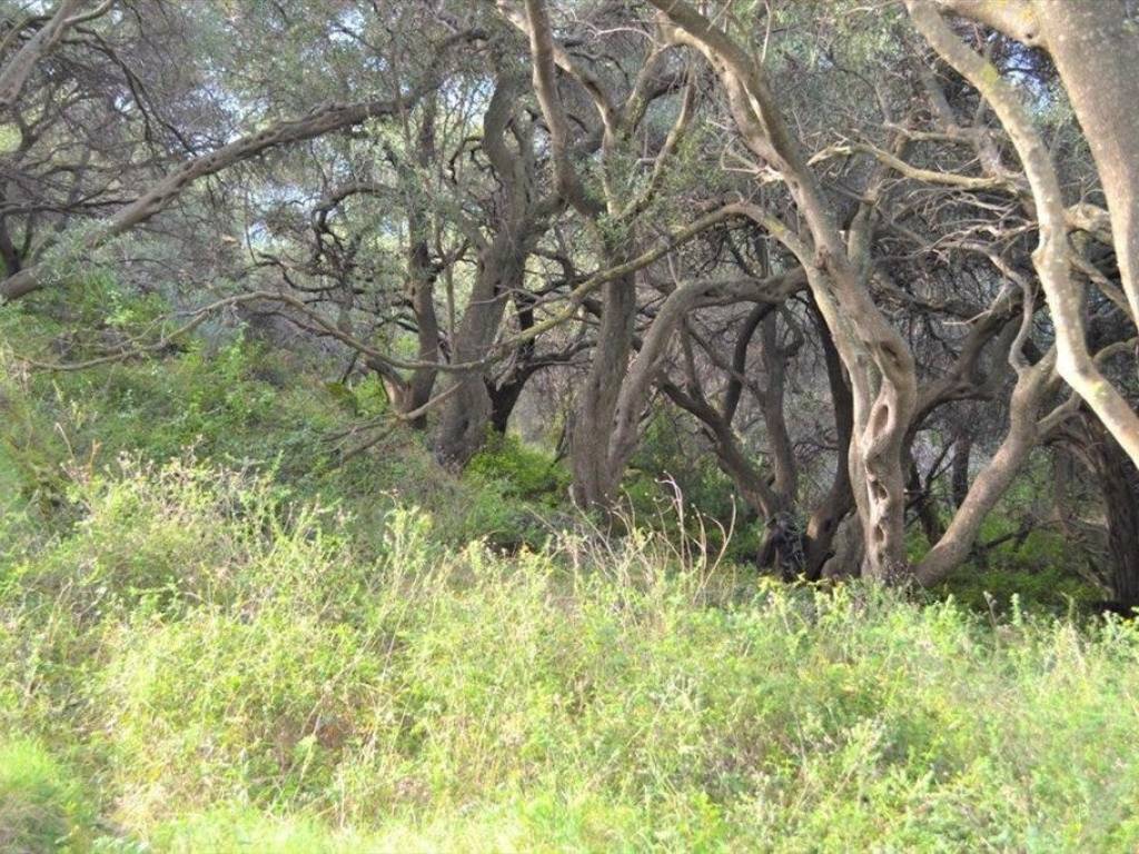 Plot - Grekodom 62294|953747