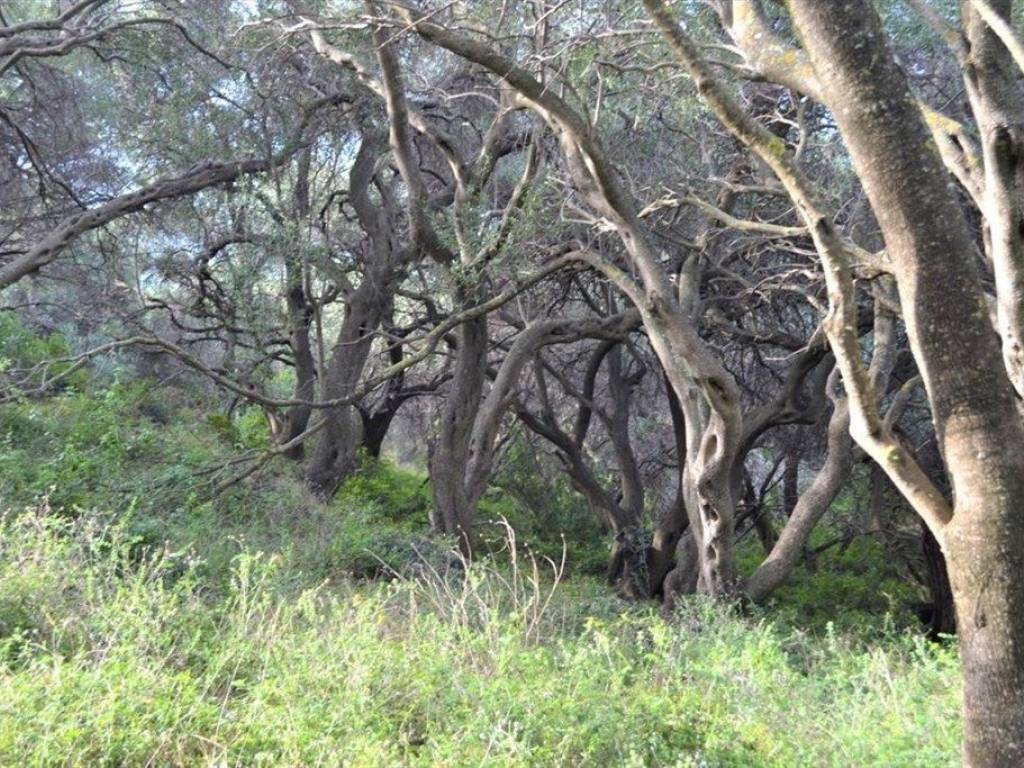 Plot - Grekodom 62294|953751