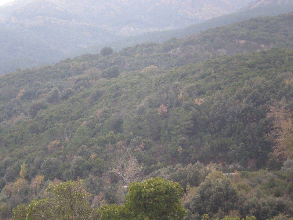 Plot - Grekodom 61874|937935