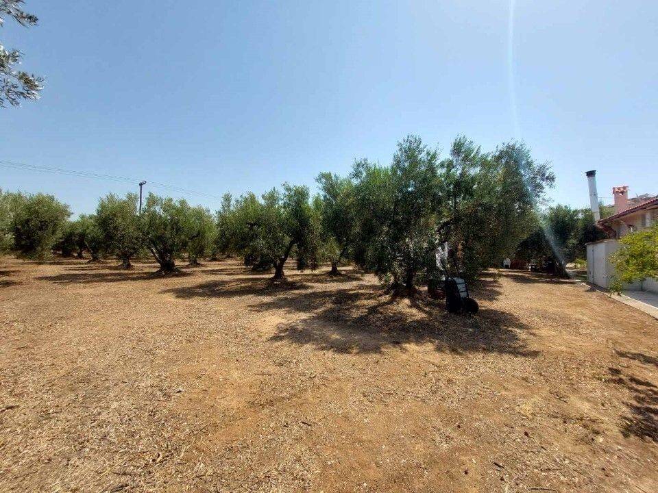 Plot - Grekodom 59993|880238