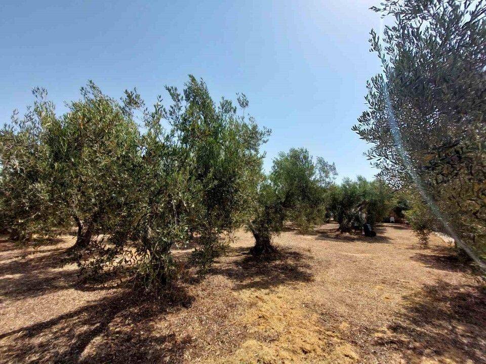 Plot - Grekodom 59993|880236