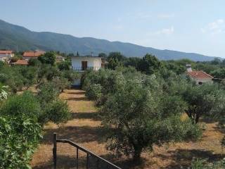 Αποψη οικοπεδου με ελαιοδενδρα