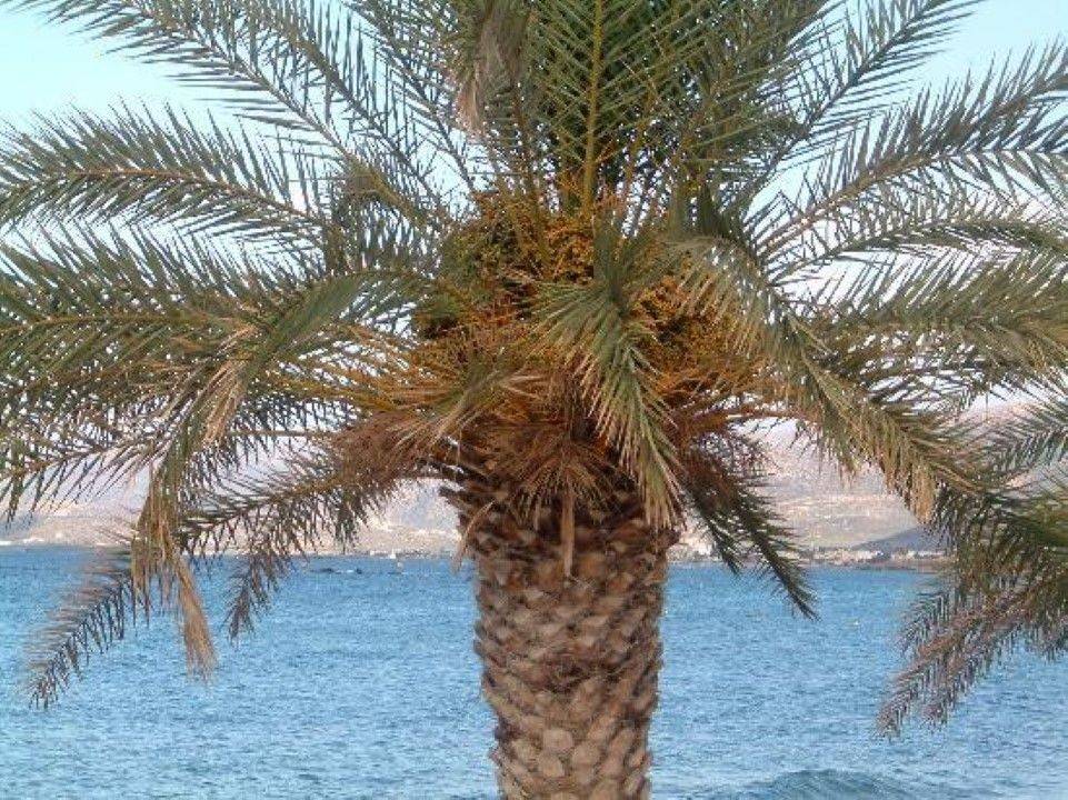 Hotel - Grekodom 39371|585780