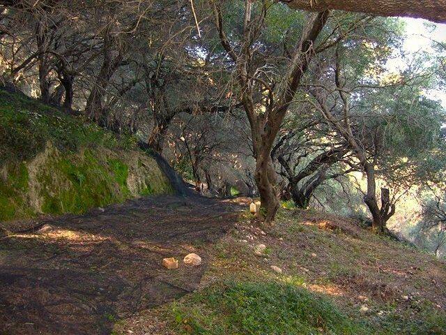 Plot - Grekodom 38899|975406