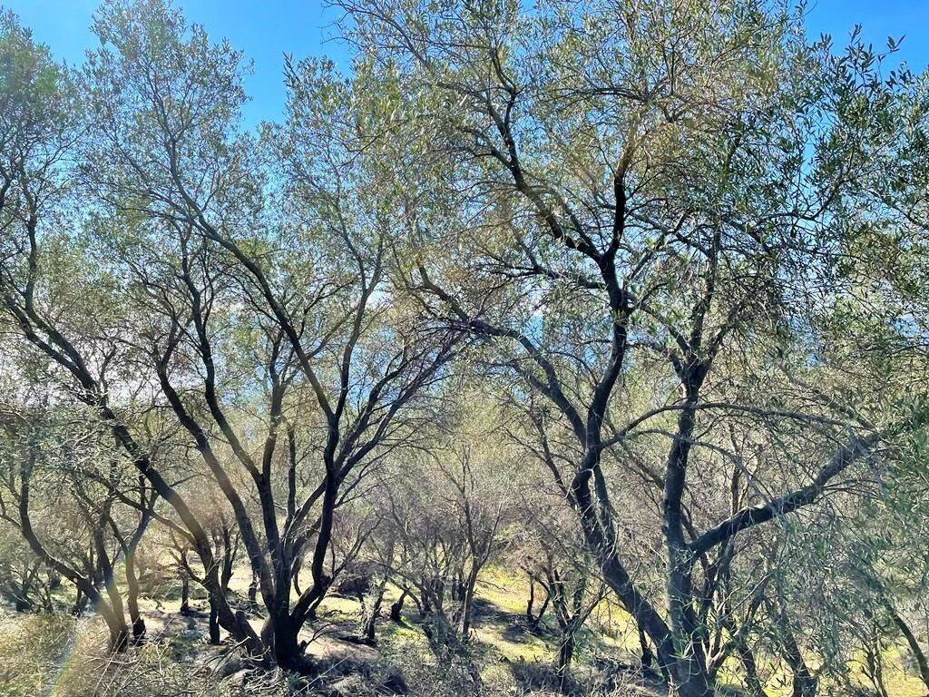 Plot - Grekodom 36667|736133