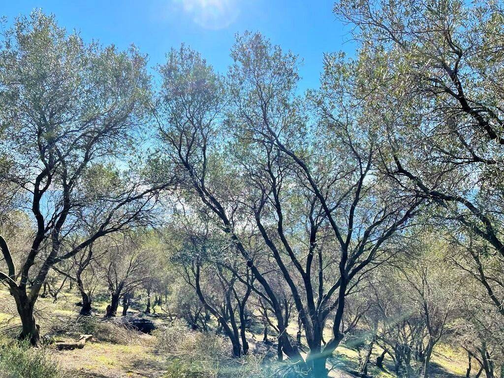 Plot - Grekodom 36667|736135