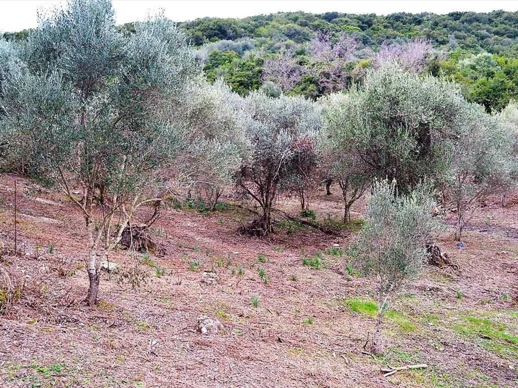 Plot - Grekodom 35781|541673