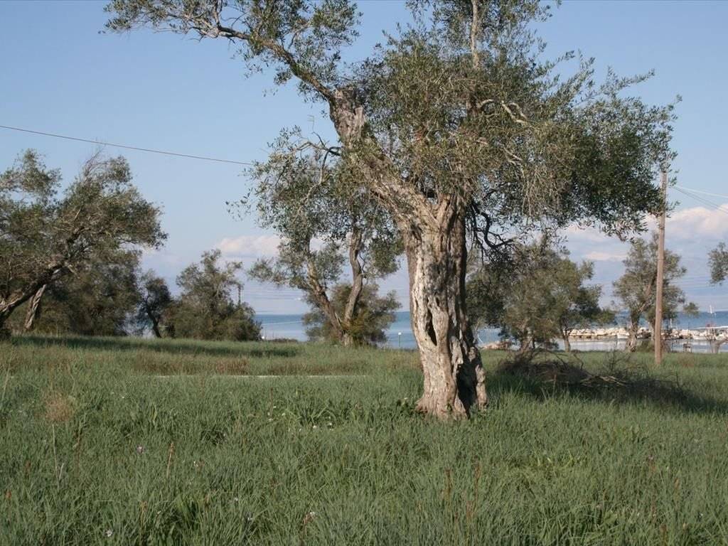 Plot - Grekodom 33337|508093