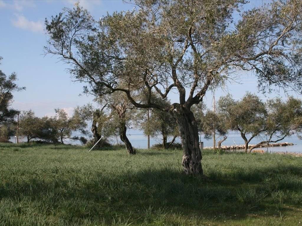 Plot - Grekodom 33337|508097