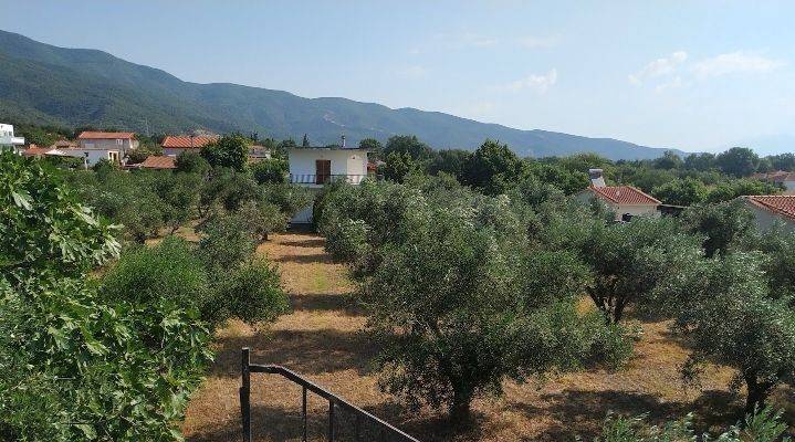 Αποψη οικοπεδου με ελαιοδενδρα