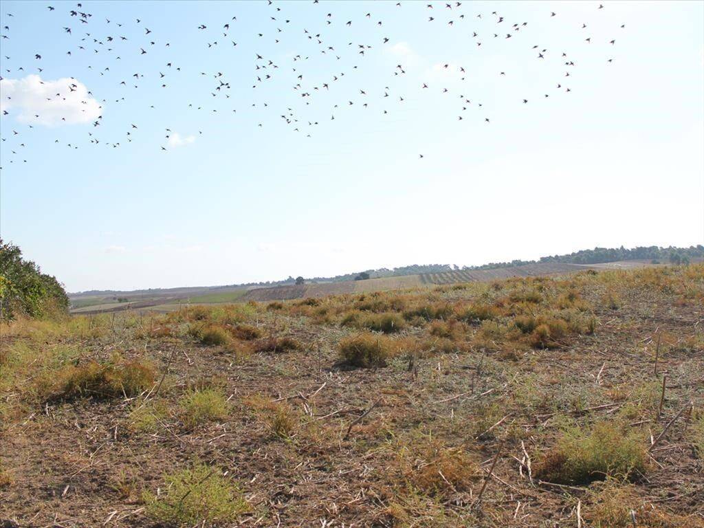 Plot - Grekodom 59728|871794