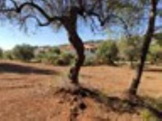 Plot - Grekodom 59908|878466