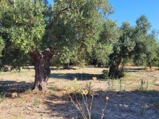 Plot - Grekodom 60326|891560