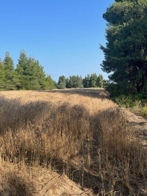 Plot - Grekodom 60383|892739