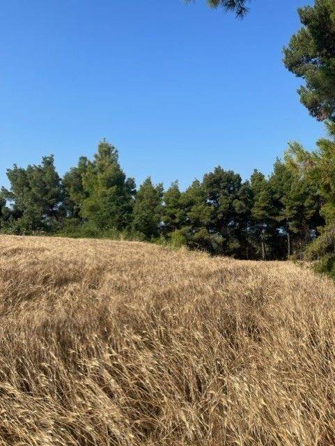 Plot - Grekodom 60383|892740