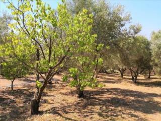 Apartment - Grekodom 60674|902335