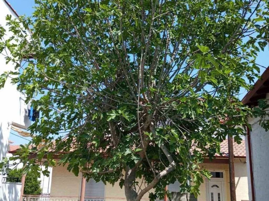 Detached - Grekodom 60905|908097