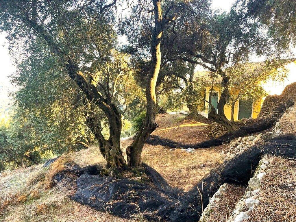 Plot - Grekodom 61049|914168