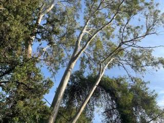 Plot - Grekodom 61294|921984