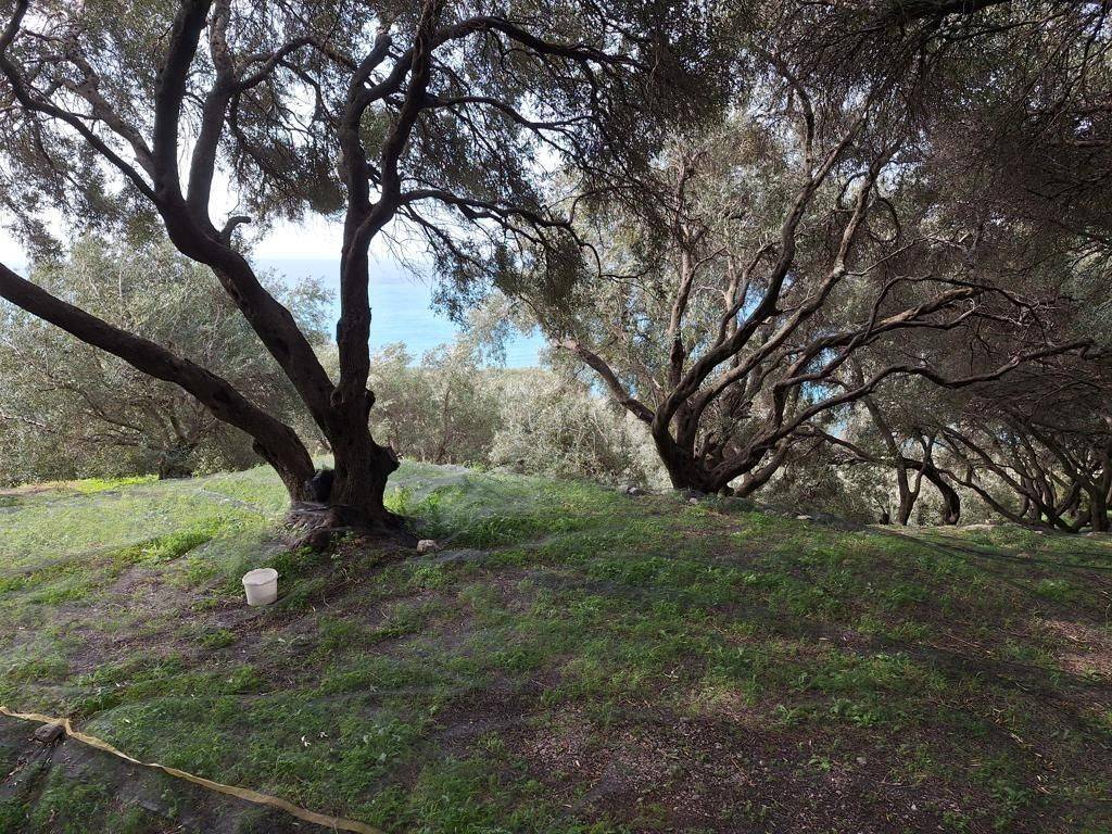 Plot - Grekodom 62632|964411