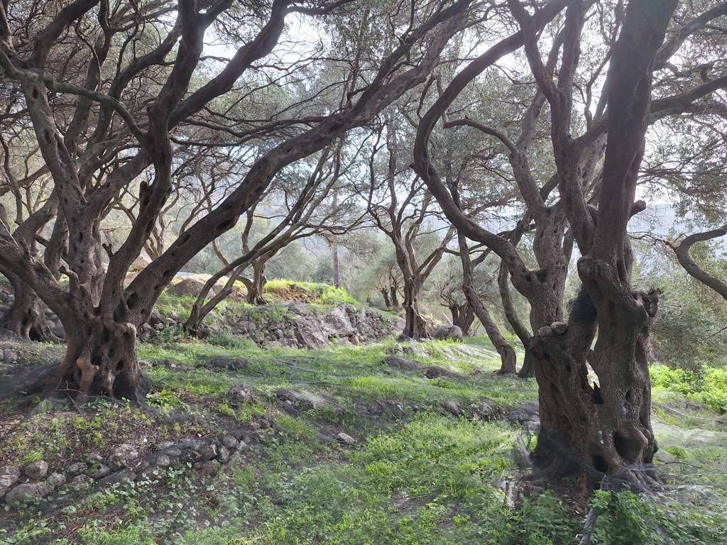 Plot - Grekodom 62632|964412