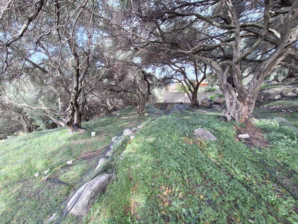 Plot - Grekodom 62632|964414