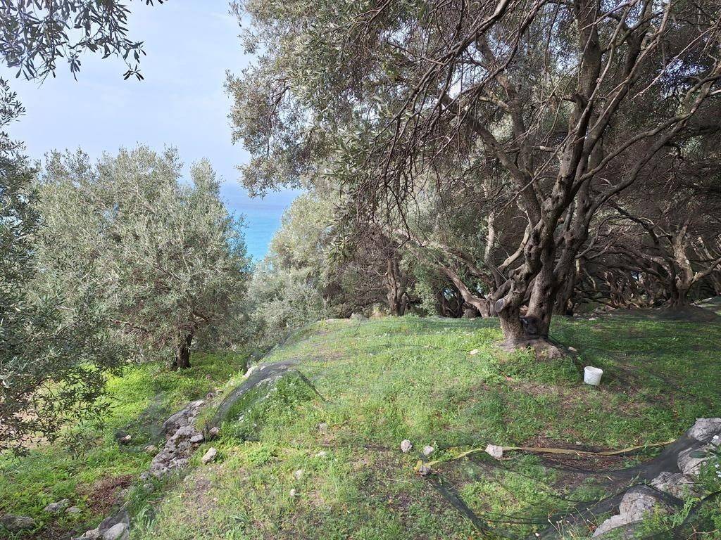 Plot - Grekodom 62632|964416