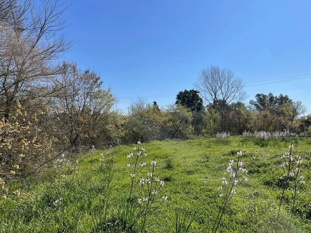 Plot - Grekodom 62687|966797