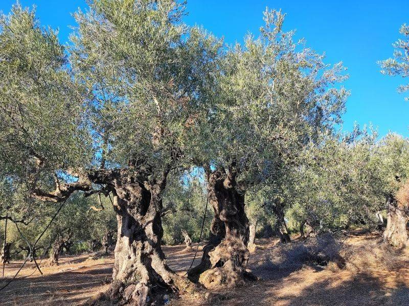 Υπεραιωνόβιες ελιές / Over-century Olive oil trees