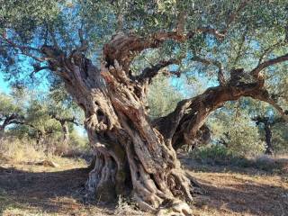 Υπεραιωνόβιες ελιές / Over-century Olive oil trees