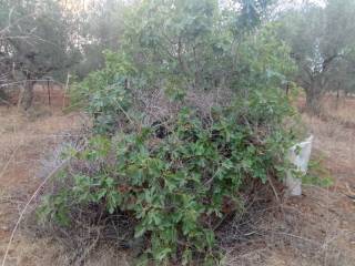 'Αποψη οικοπέδου / Plot view