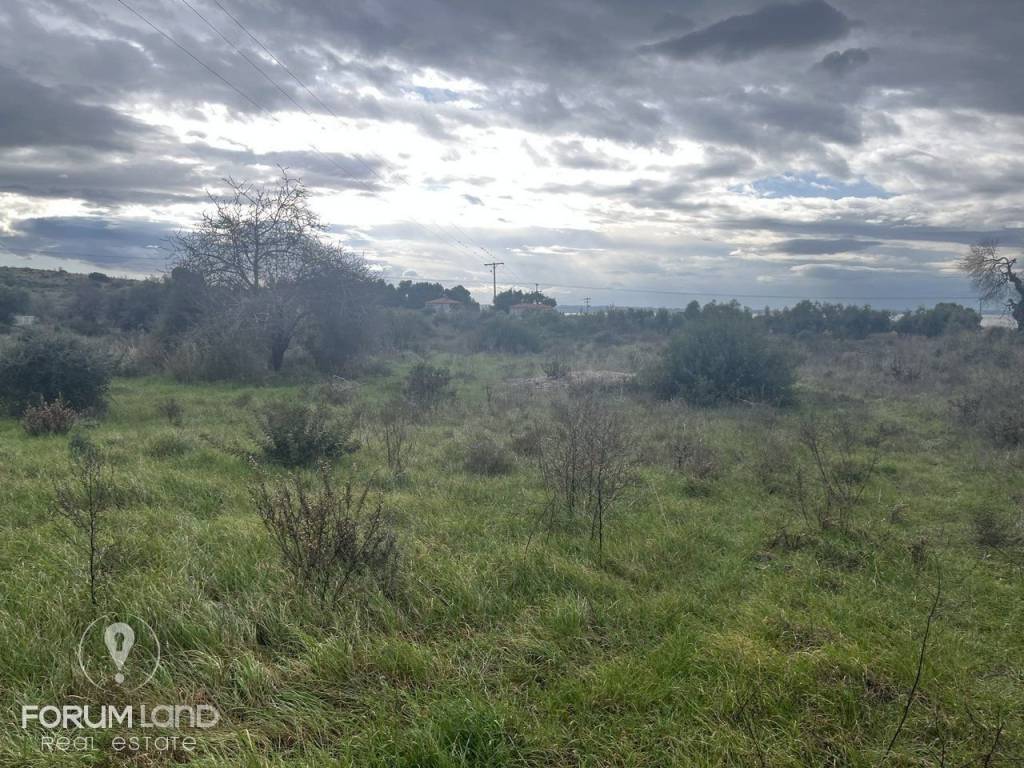 Forumland Real Estate, Αγροτεμάχιο