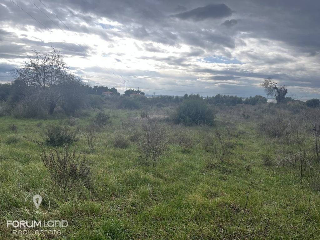 Forumland Real Estate, Αγροτεμάχιο