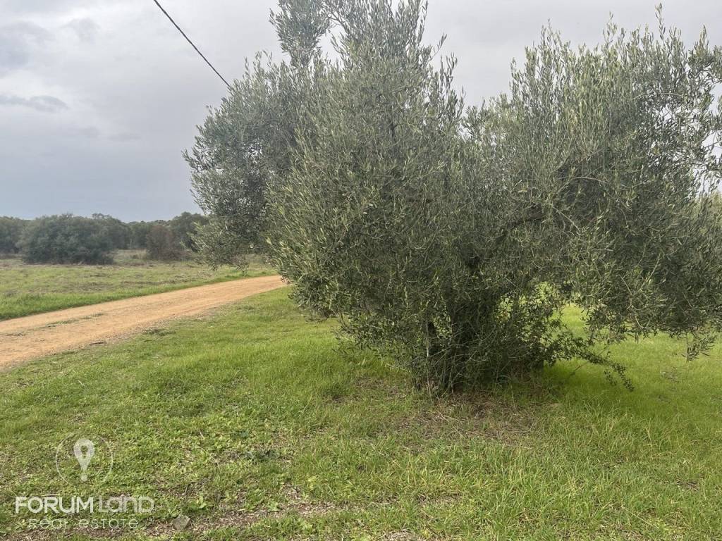 Forumland Real Estate, αγροτεμάχιο