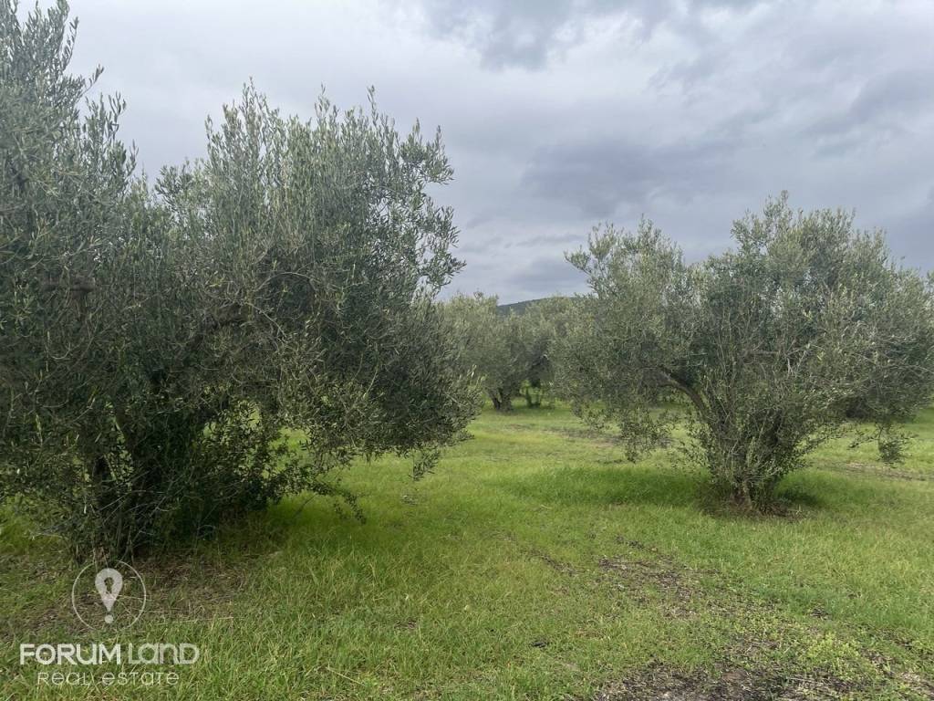 Forumland Real Estate, αγροτεμάχιο